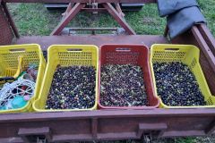 "Il Campino" raccolta delle olive