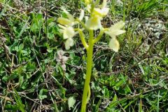 Poggi di Montecatini Orchidea