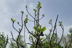 Fichi del campo