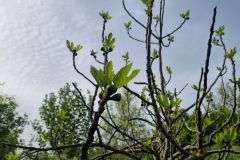 Fichi del campo