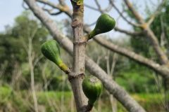 Fichi del campo