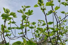 Fichi del campo