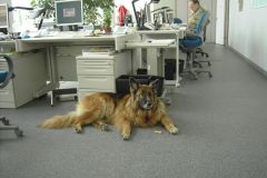 Standard_TOB_Lubna