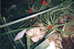 image113