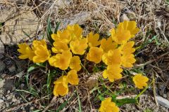 Fioritura al Campino