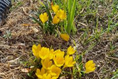 Fioritura al Campino