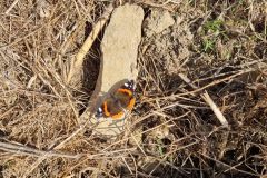 al Campino é ancora primavera