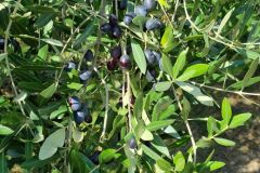 Maturazione olive del Campino