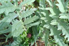 image003