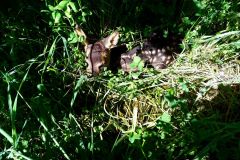 image012