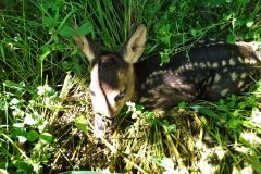 image013