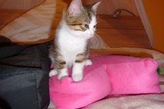 image032