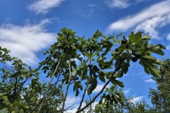 Fichi
