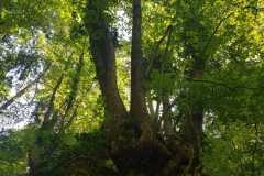 Mullerthal